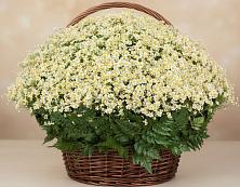Цветочная композиция из Ромашки в корзине #REPLACE_PRED# Кодинске