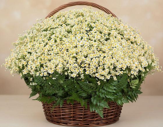 Цветочная композиция из Ромашки в корзине в Кодинске