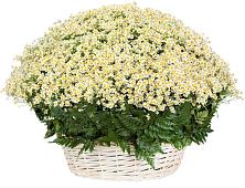 Цветочная композиция из Ромашки в корзине #REPLACE_PRED# Кодинске